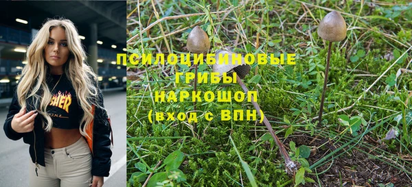 хмурый Аркадак